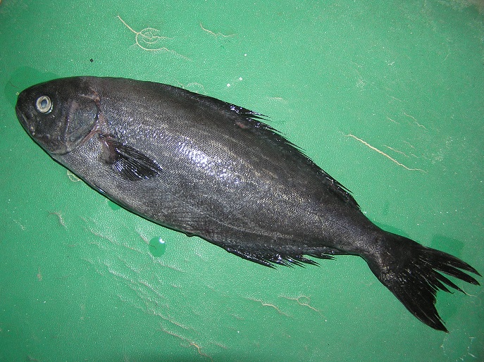 Rare fish: Centrolophus niger (Gmelin, 1789)